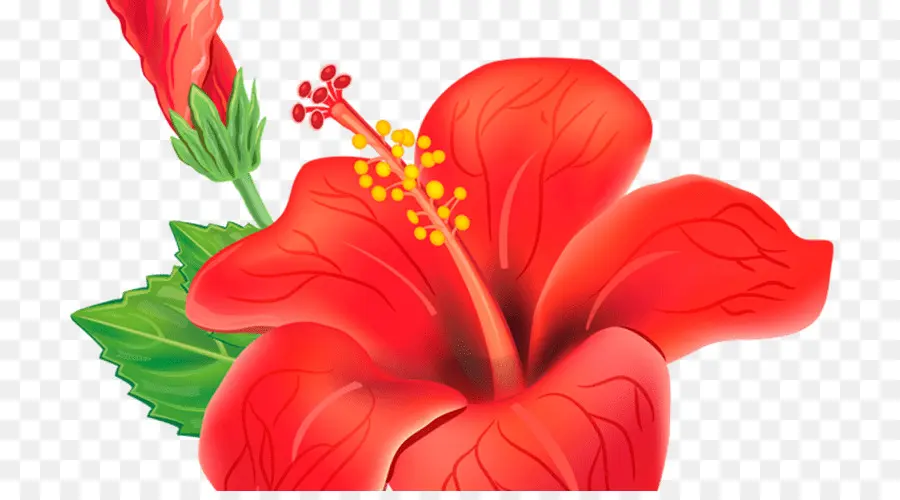 Flor，Shoeblackplant PNG