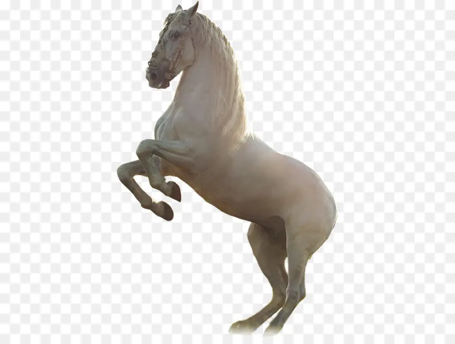 Caballo，Los Caballos PNG