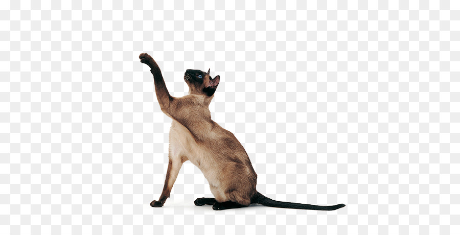 Gato Siamés，Gato Persa PNG