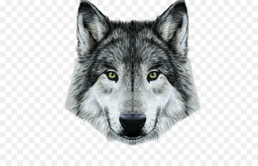 Lobo Gris，Dibujo PNG