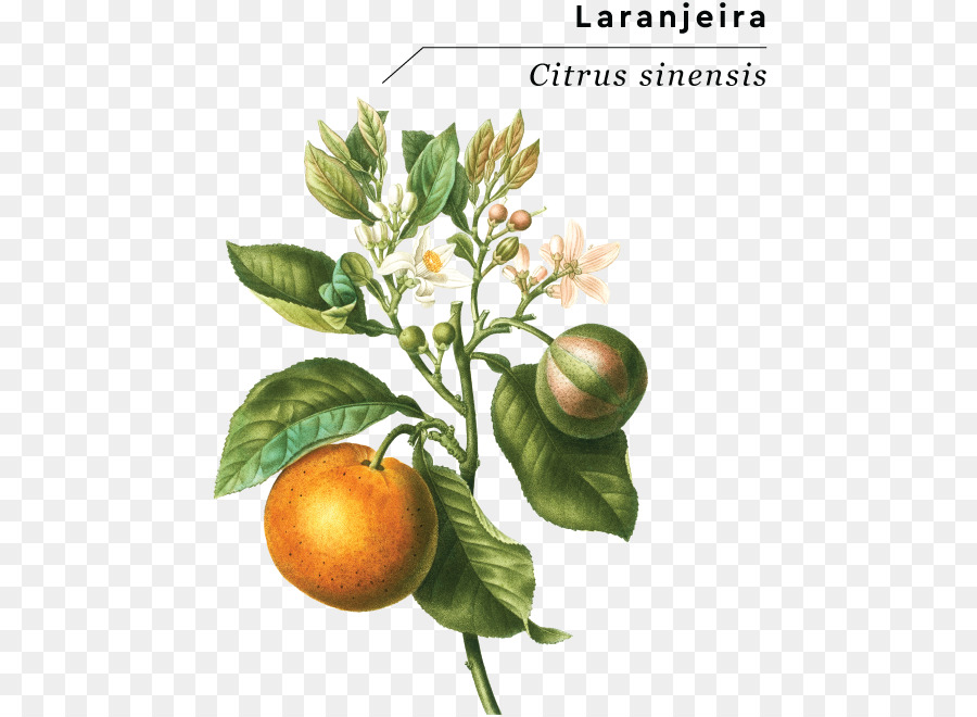 Naranja Amarga，Naranja PNG