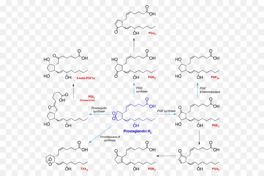 Prostanoides，La Prostaglandina H2 PNG