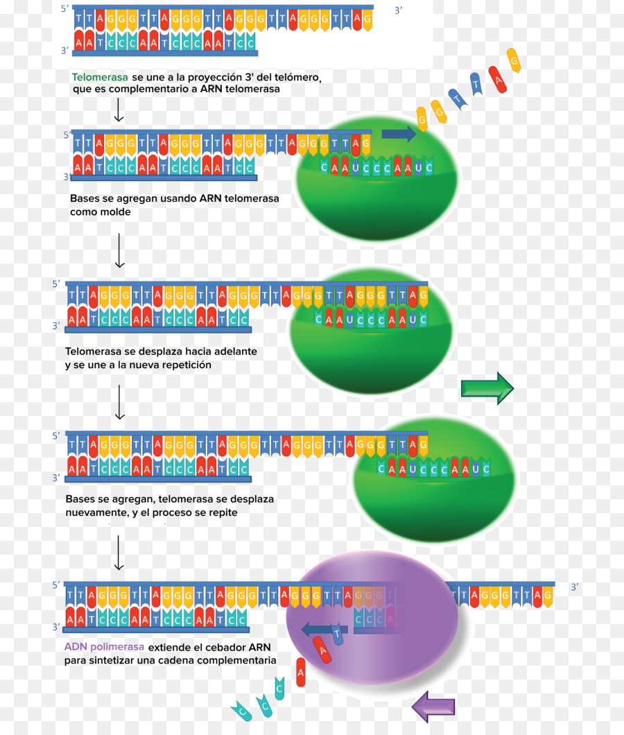 Los Telómeros，Los Genes PNG