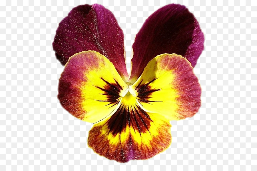 Pansy，Violeta PNG