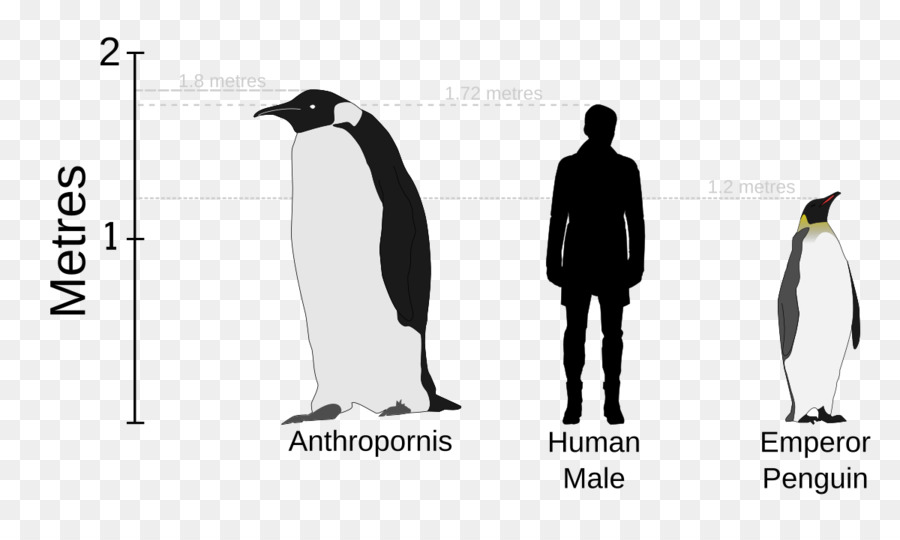 Comparación De Pingüinos，Antropopornis PNG