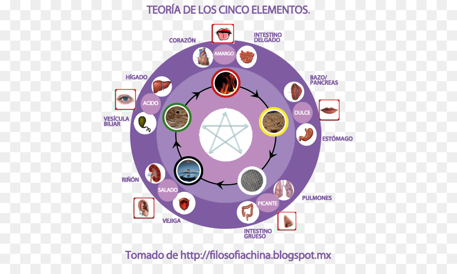 Diagrama De，Organismo PNG