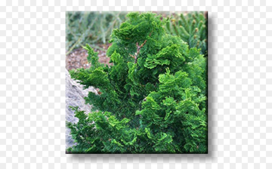 Arborvitae，De Hoja Perenne PNG