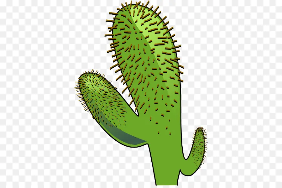 Cactaceae，Saguaro PNG