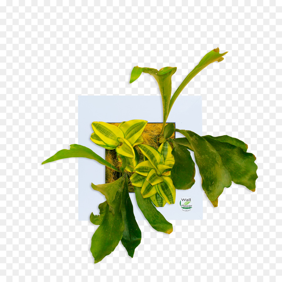 Planta，Hojas PNG