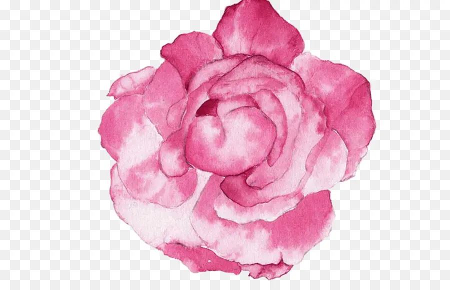 Rosa，Floración PNG