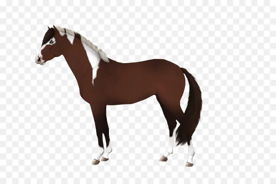 Caballo Marrón，Equino PNG