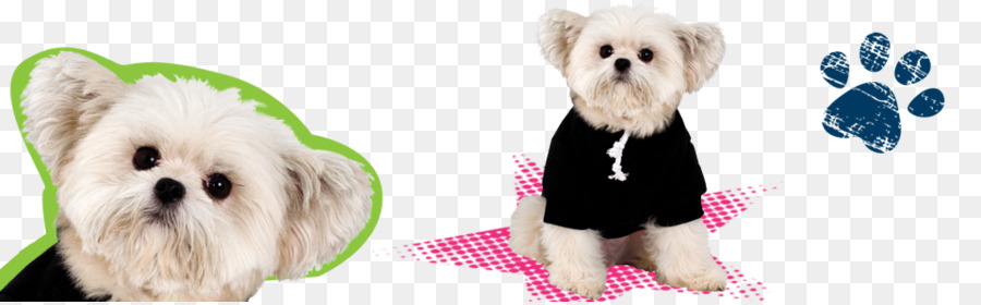 Morkie，Perro Maltés PNG