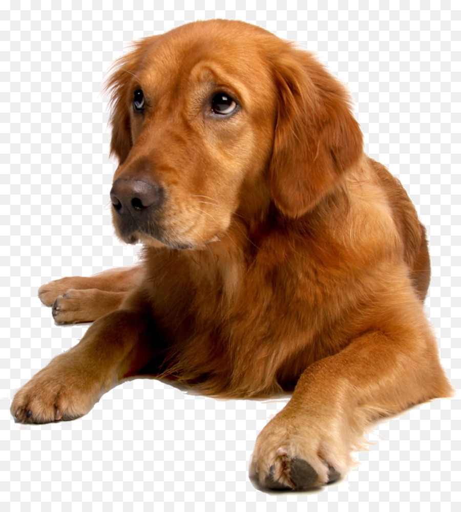 Golden Retriever，Cachorro PNG