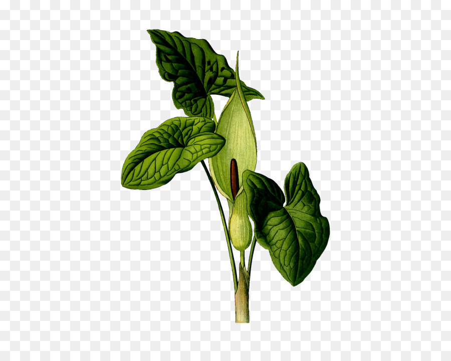 Planta，Hojas PNG