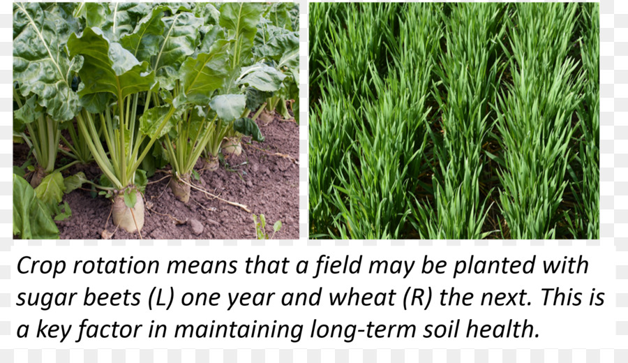 Cultivo，La Rotación De Cultivos PNG
