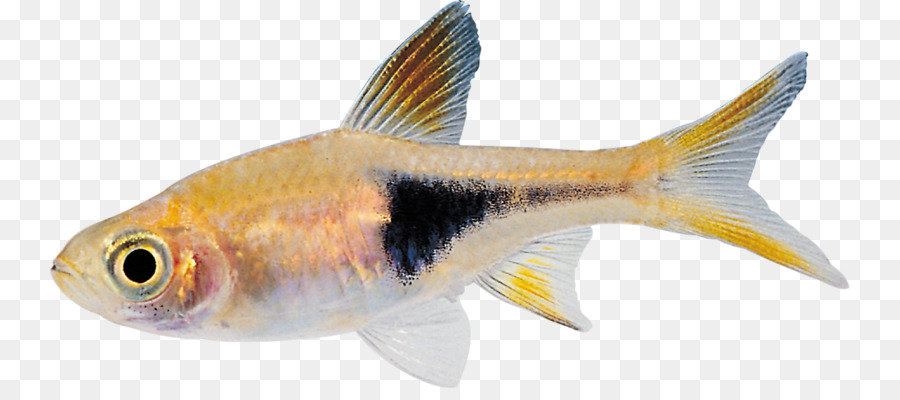 Los Peces，Los Peces óseos PNG