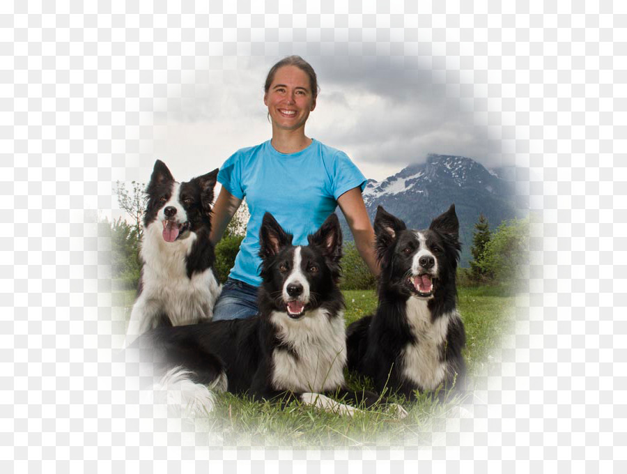 Raza De Perro，Border Collie PNG