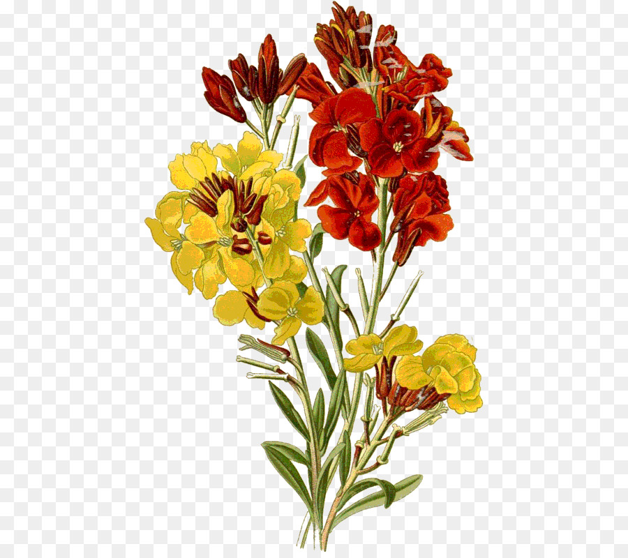 Erysimum Cheiri，Grabado PNG