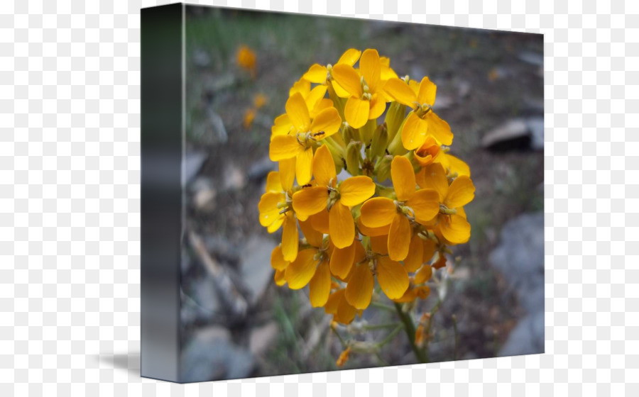 Alhelí，Flor Silvestre PNG