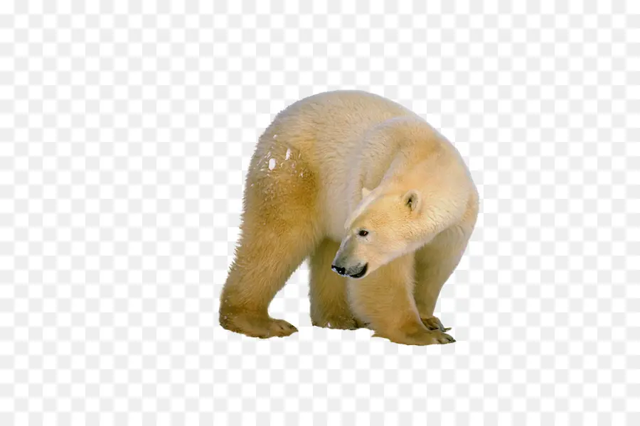 Oso Polar，Oso PNG