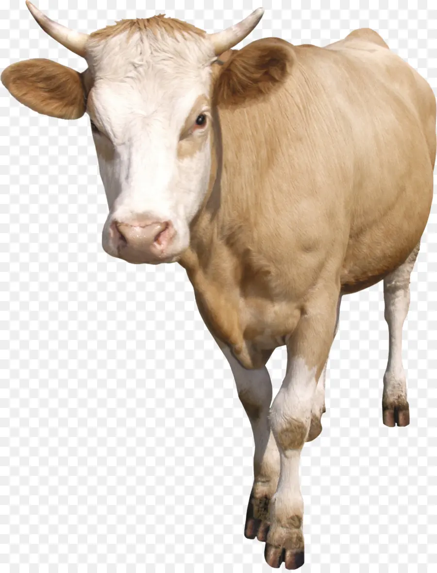 Vacas Lecheras，Ganado De Taurina PNG