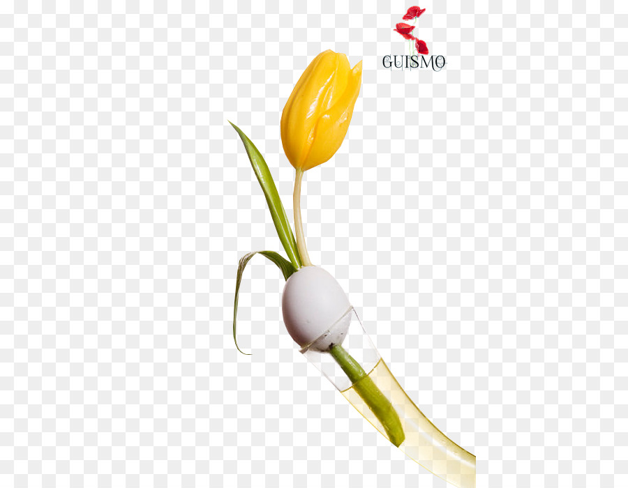 Tulip，Pascua PNG