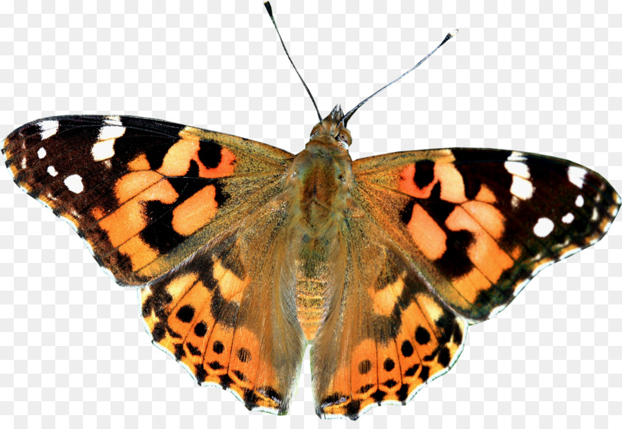 Mariposa Monarca，Mariposa PNG