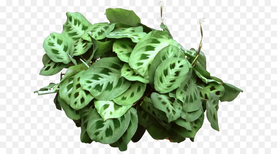 Maranta Leuconeura，Planta De Interior PNG