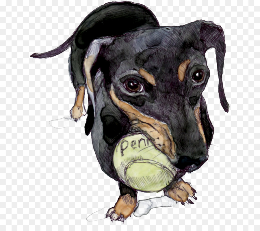 El Manchester Terrier，Raza De Perro PNG