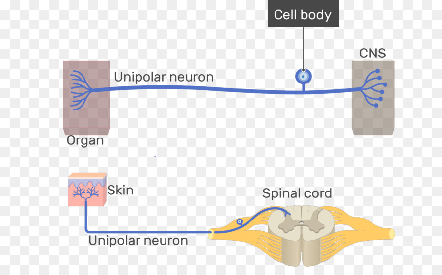 Neurona Unipolar，Neurona Pseudounlética PNG