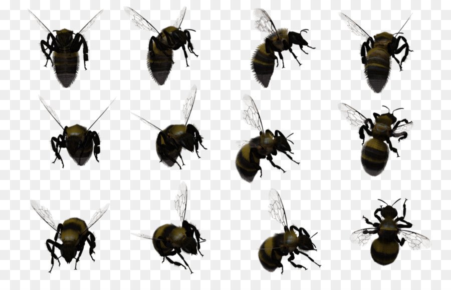 Abejas，Vuelo PNG