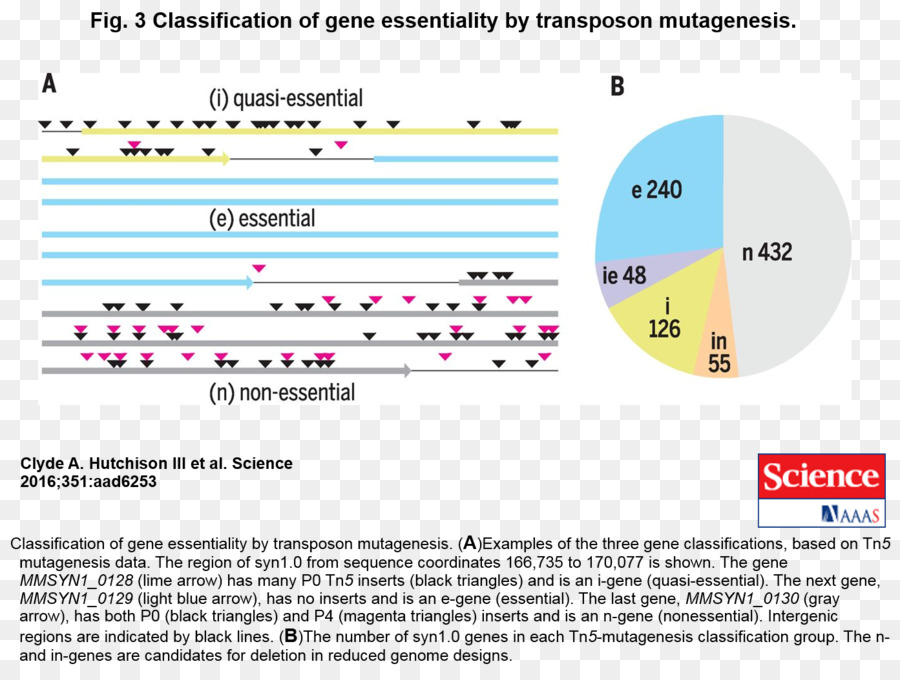 Genoma，Mycoplasma Mycoides PNG