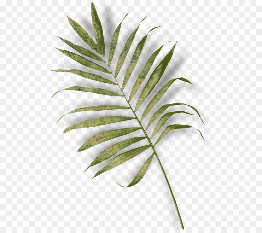 Hoja De Monstruo，Planta PNG