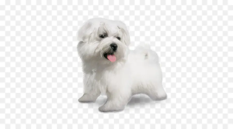 Perro Maltés，El Coton De Tulear PNG