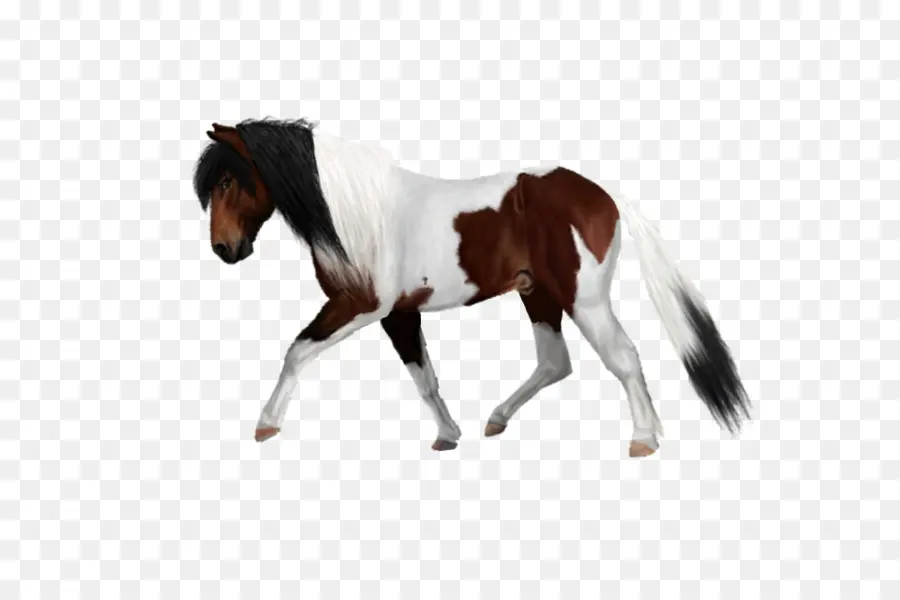 Caballo，Equino PNG