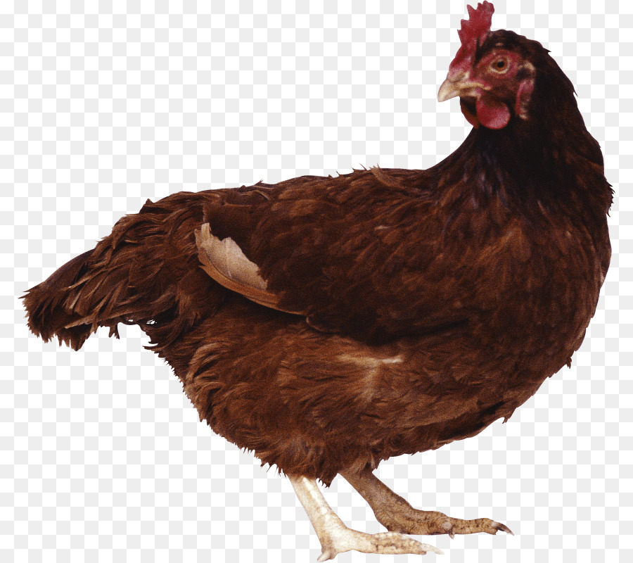 Pollo，Gallina PNG