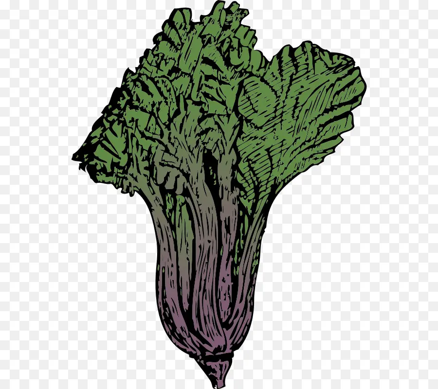 Lechuga Verde，Frondoso PNG