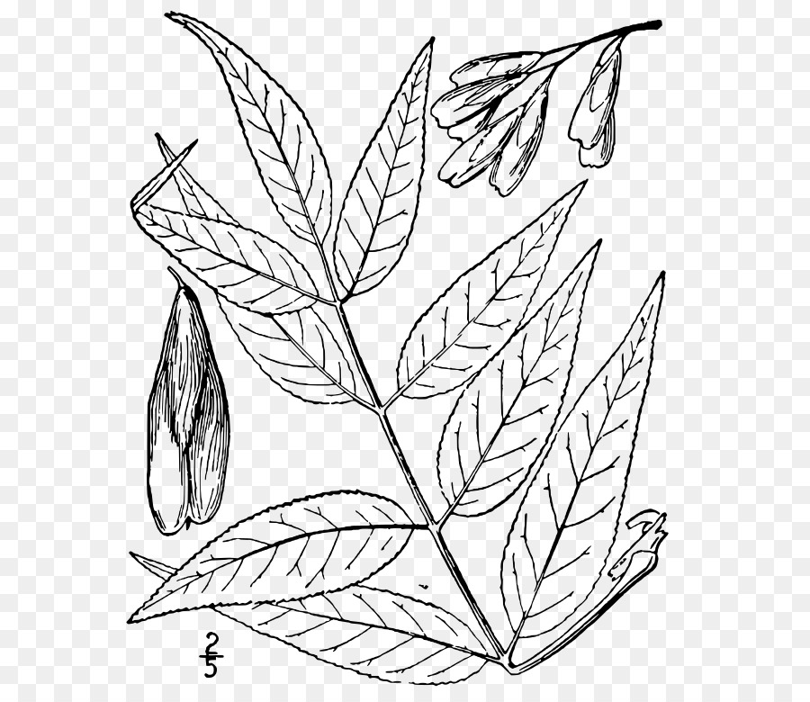 Hoja，Planta PNG