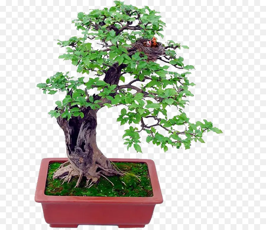 Libro Completo De Bonsai，Bonsai PNG