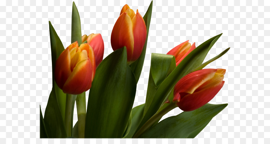 Tulipán，Cortar Flores PNG