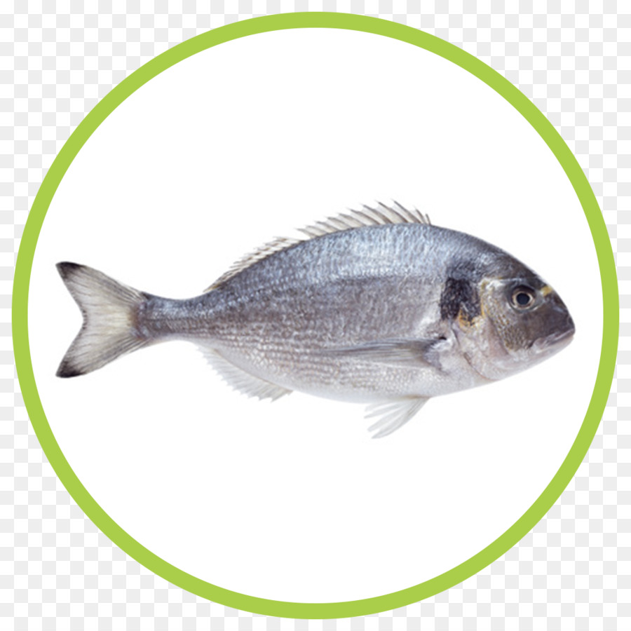 Pez，Dorada PNG