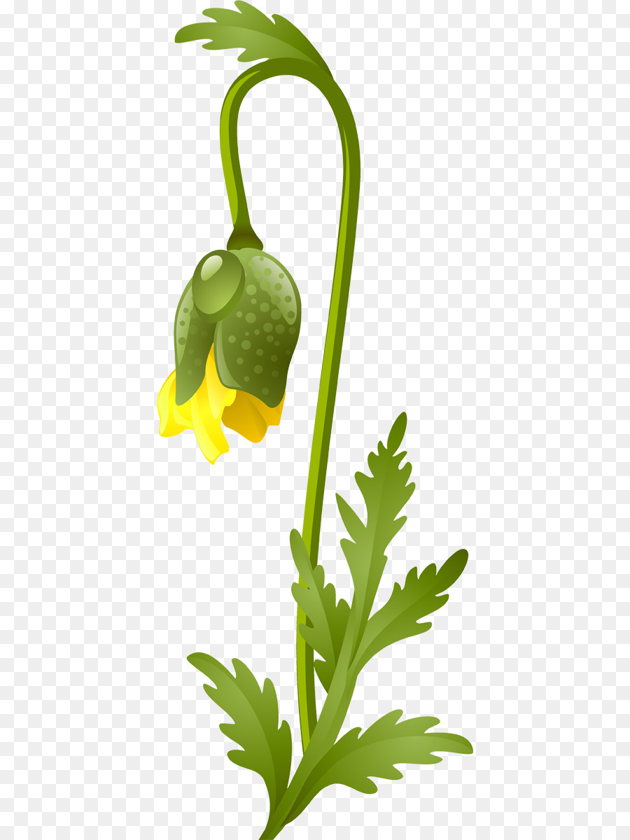 Flor，Las Imágenes De Google PNG