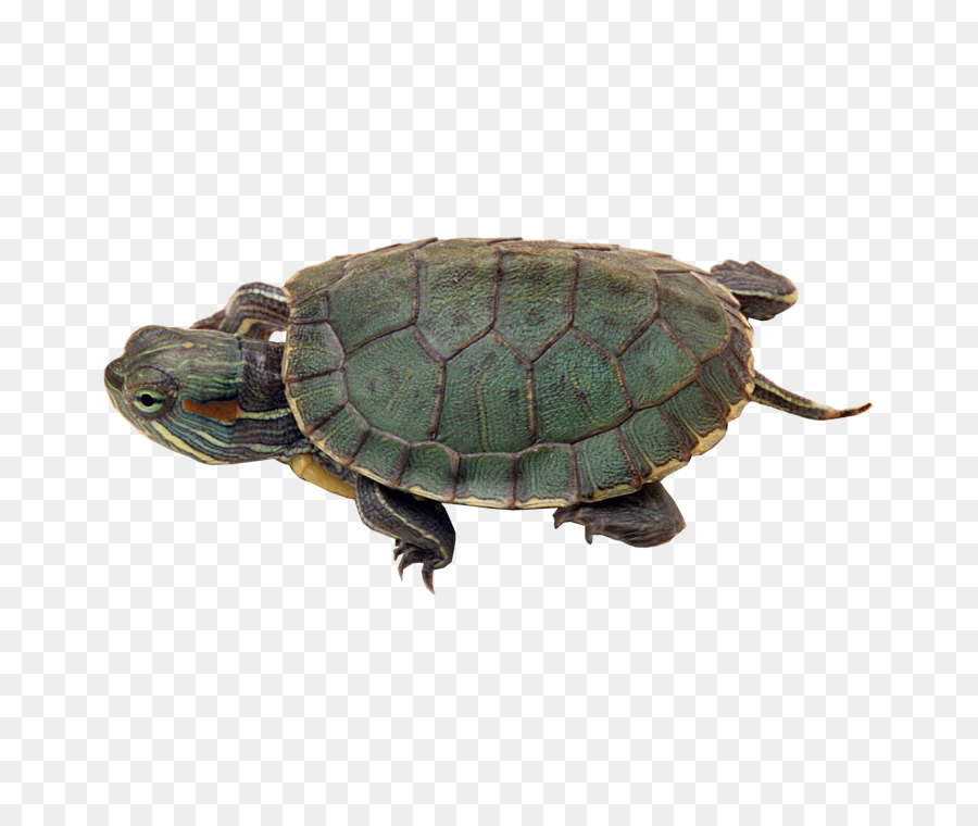 Tortuga，Reptil PNG