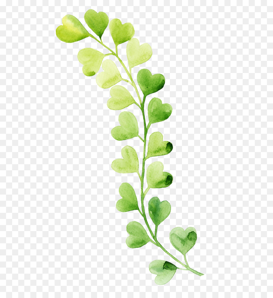 Planta Verde，Hojas PNG