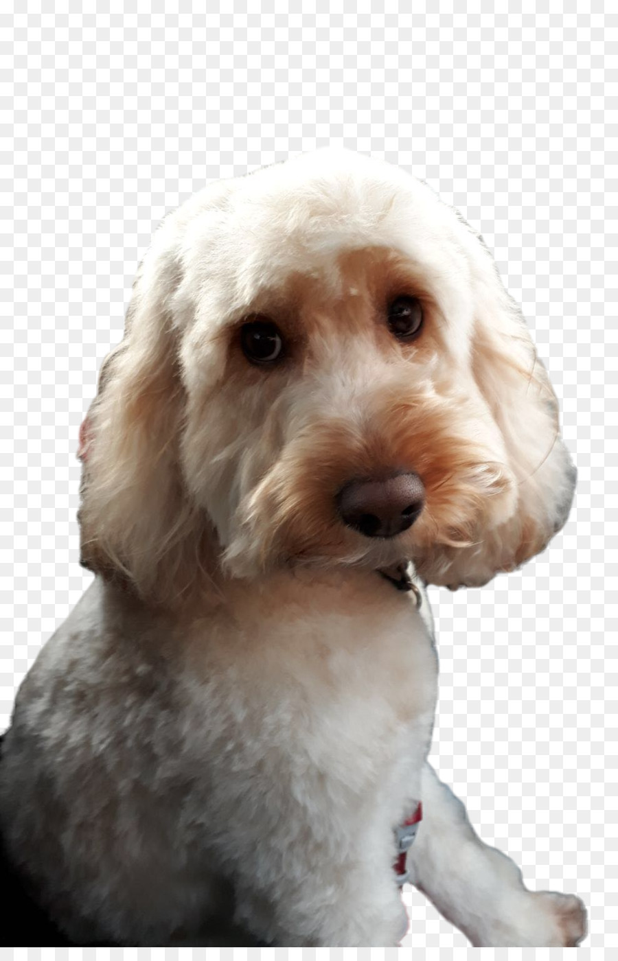 Cockapoo，En Miniatura Caniche PNG