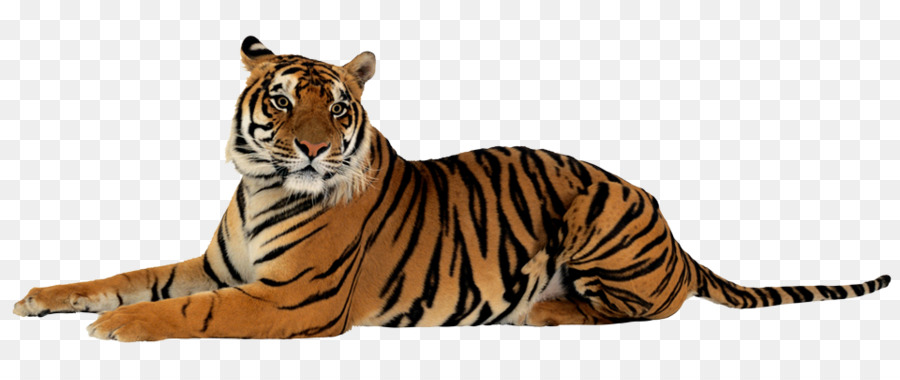 Tigre，Cachorro PNG