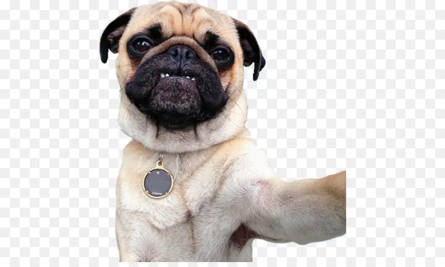 Doguillo，Perro PNG