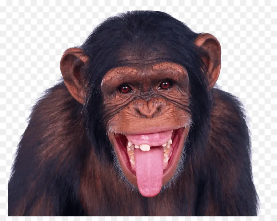 Macaco，Mandrill PNG