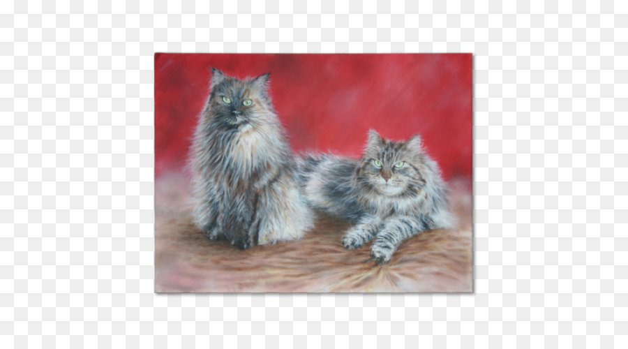 Maine Coon，Gato Persa PNG