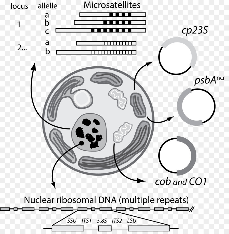 Las Medusas，Symbiodinium PNG